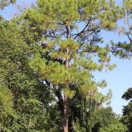 thumbnail for publication: Pinus elliottii: Slash Pine